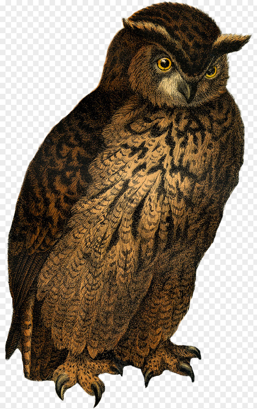 Owl Pattern Great Grey Drawing PNG