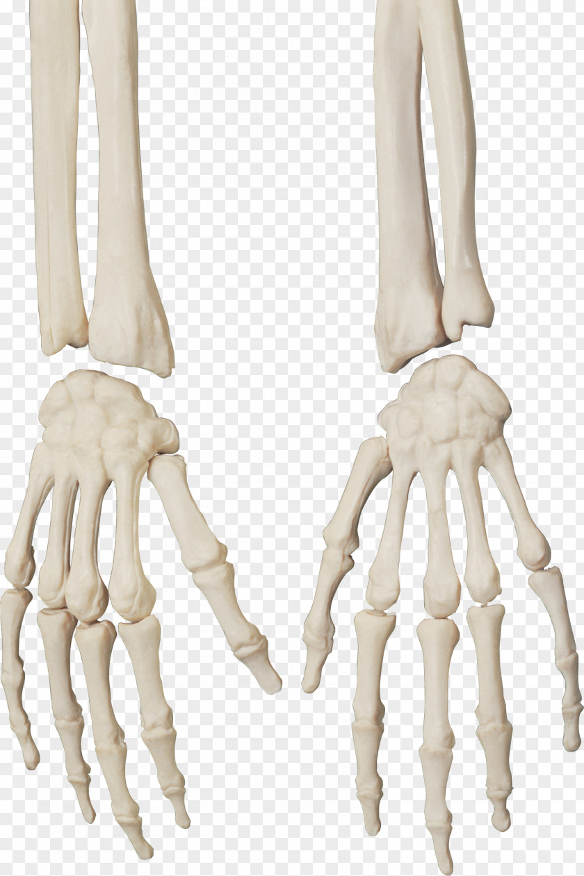 Bones Human Skeleton Bone Skull PNG