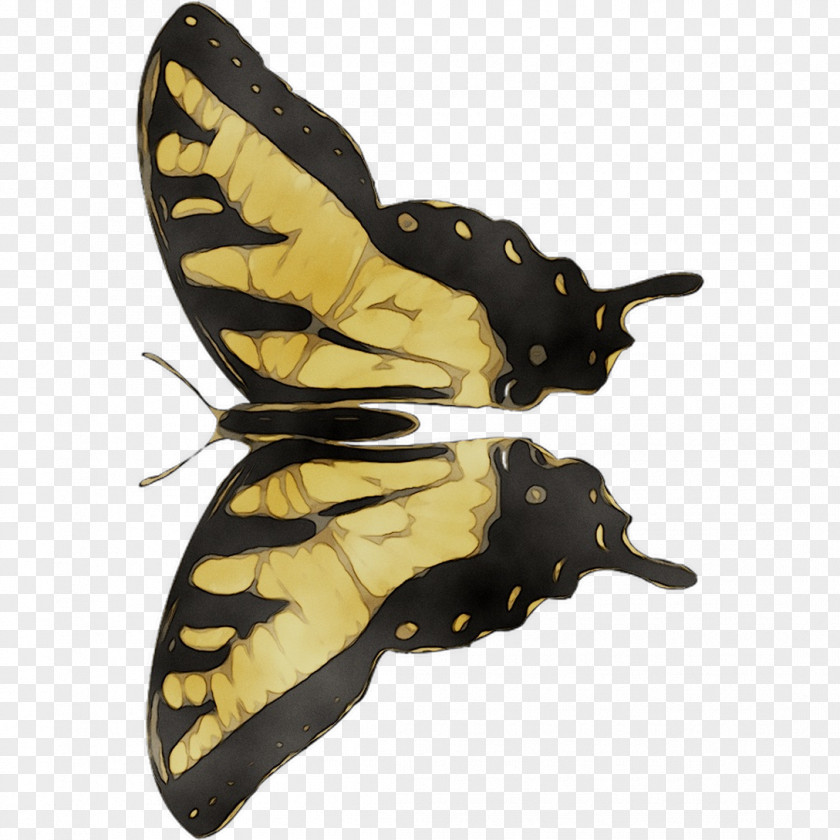 Butterfly Moth Shoe Product Design PNG
