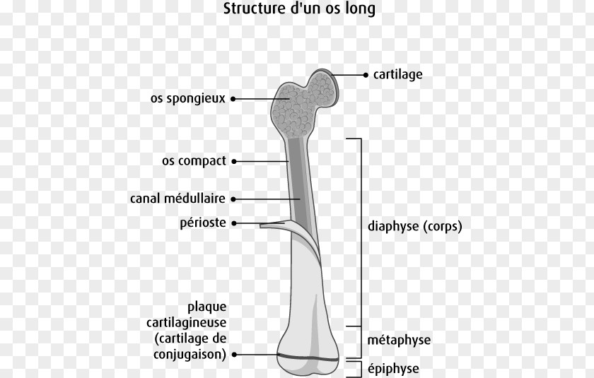 Cancer Cell Details Finger Long Bone Anatomy PNG