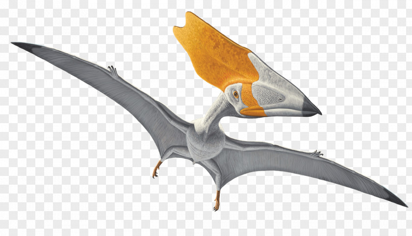 Dinosaur Thalassodromeus Carnegie Museum Of Natural History American Pterodactyls Quetzalcoatlus PNG
