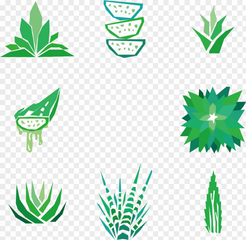 Vector Aloe Vera Drawing Succulent Plant Clip Art PNG