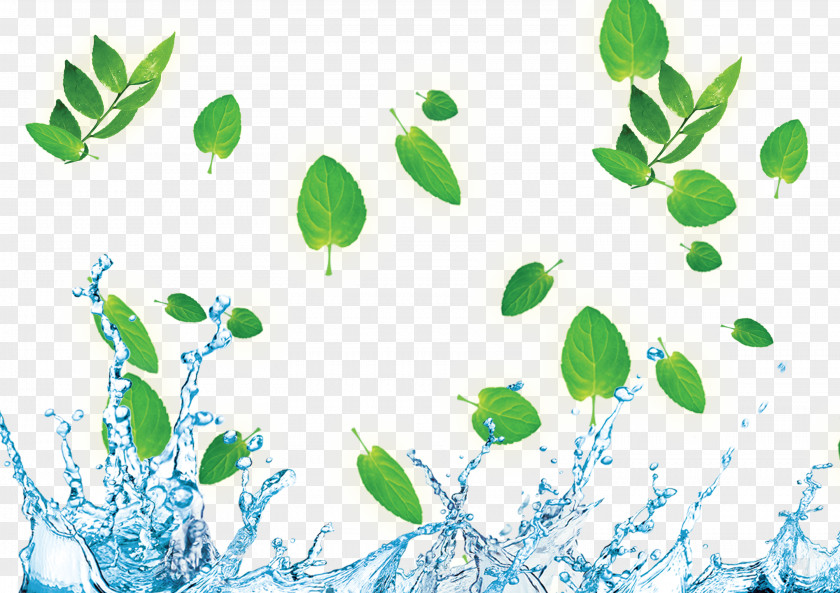 Water Droplets Green Leaf Border Download Wallpaper PNG