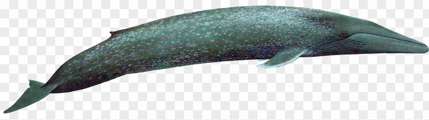 Blue Whale Transparent Picture Tucuxi Dolphin PNG
