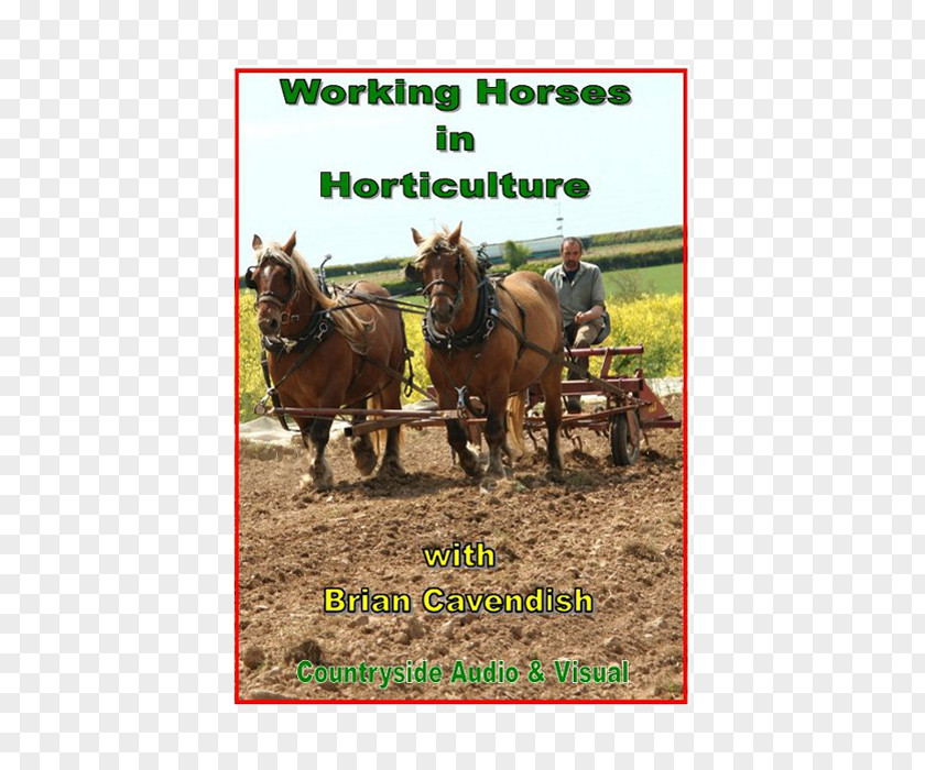 Enterprise Leaflets Mule Shire Horse Percheron Draft Stallion PNG