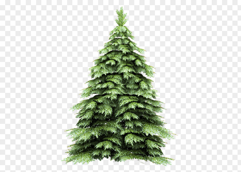 Firtree PNG