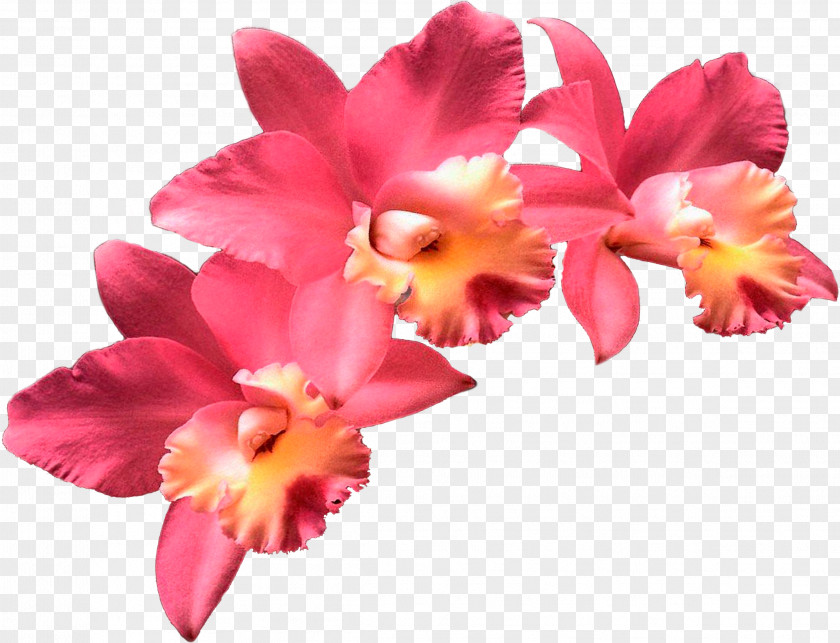 Flower Orchids Clip Art Stock Photography PNG