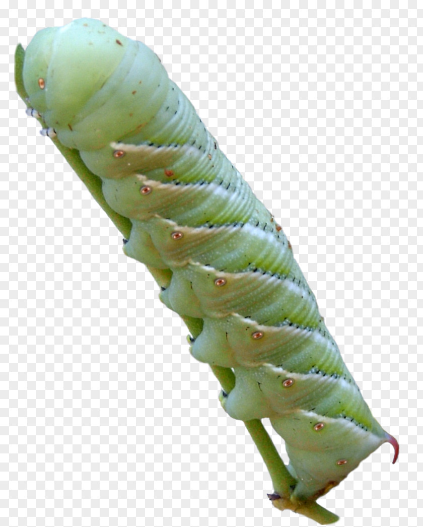 Larva Caterpillar Manduca Sexta Five-spotted Hawk Moth Insect PNG