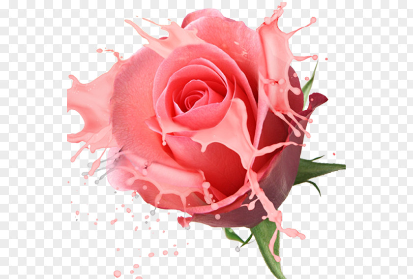 Pink Roses Flower Stock.xchng Rose Floristry Photography PNG