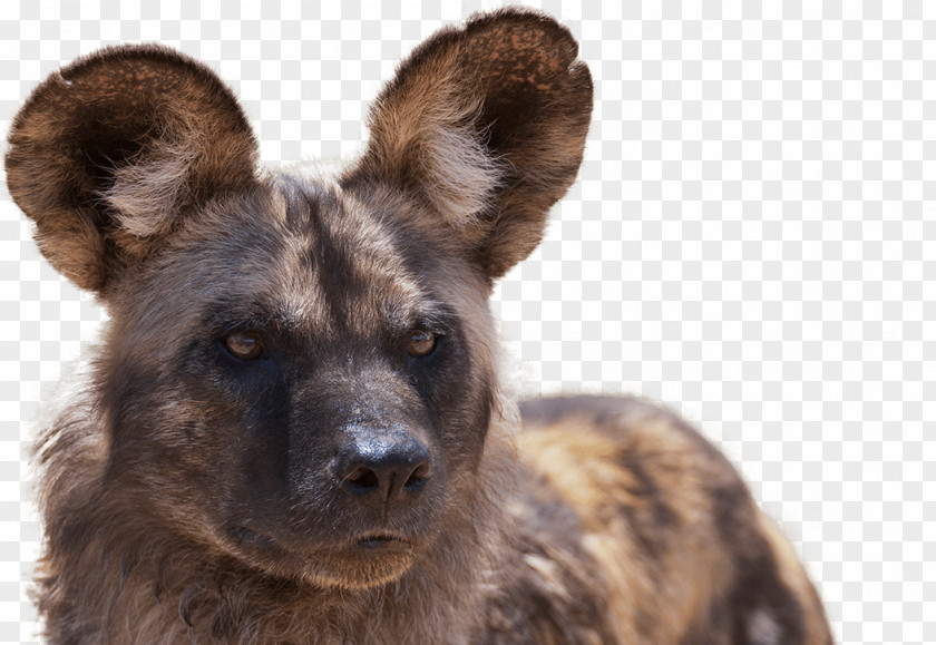 Puppies African Wild Dog Lion What It's Like To Be A Dog: And Other Adventures In Animal Neuroscience National Zoo & Aquarium PNG