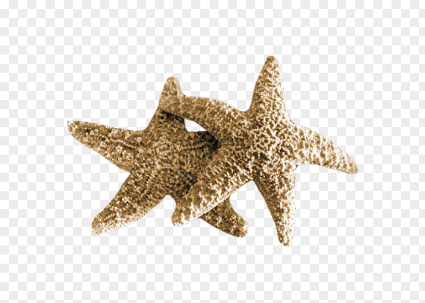 Starfish Sea Mollusc Shell PNG