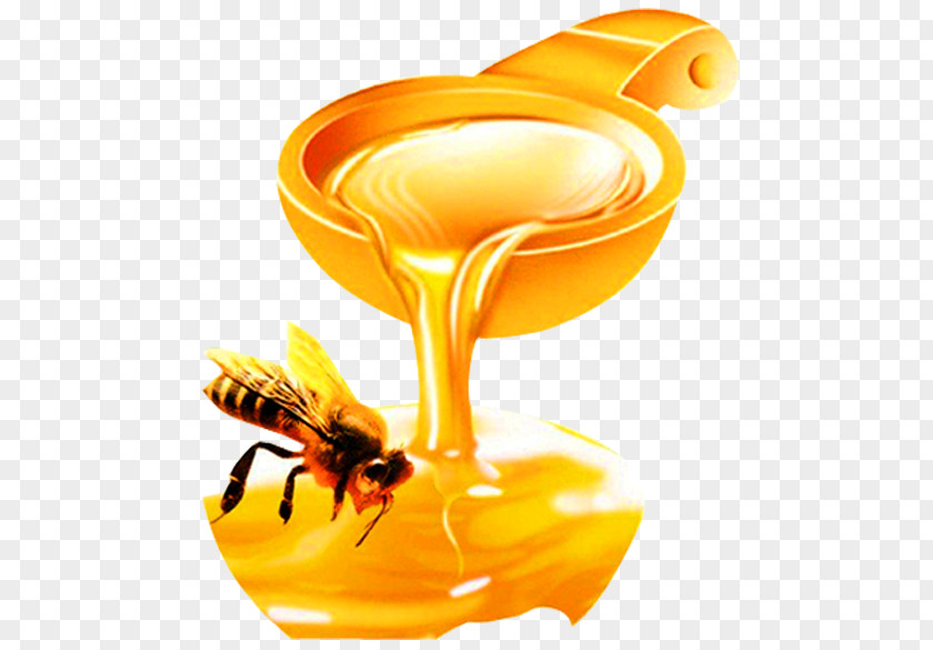 Acacia Honey Bee Organic Food Insect PNG
