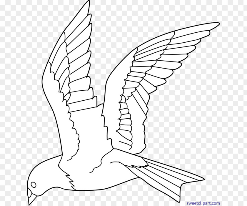 Bird Colouring Pages Coloring Book Flight Drawing PNG