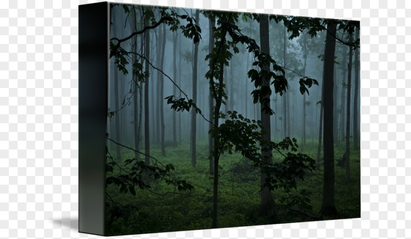 Foggy Forest Window Woodland Tree Landscape PNG