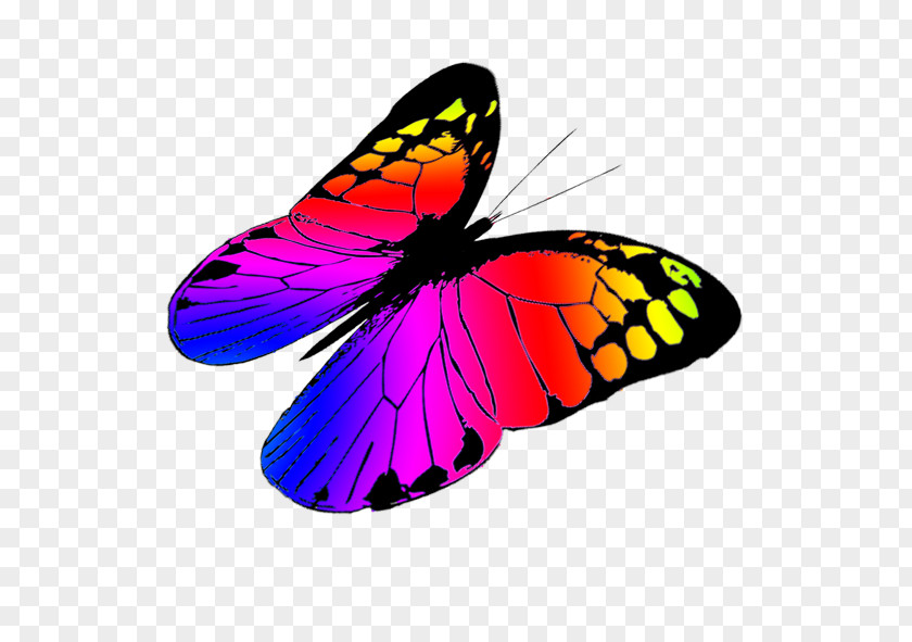 Greenish Cliparts Butterfly Color Clip Art PNG