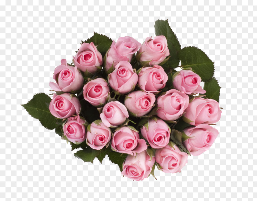 Roser Garden Roses Cabbage Rose Rema 1000 Skårer Cut Flowers PNG