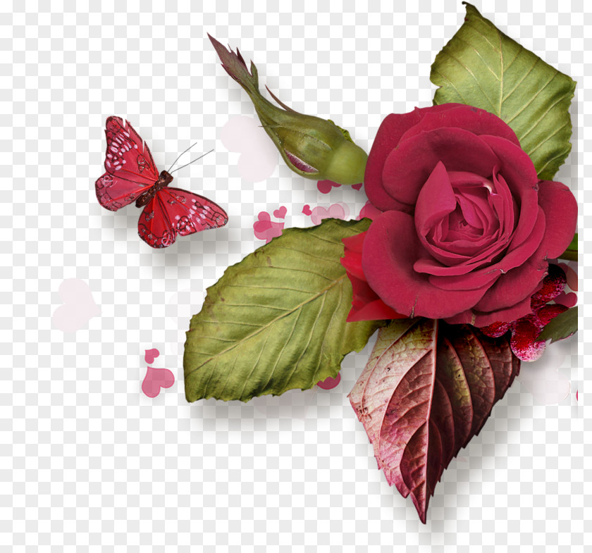Valentine's Day Garden Roses Cabbage Rose Flower PNG