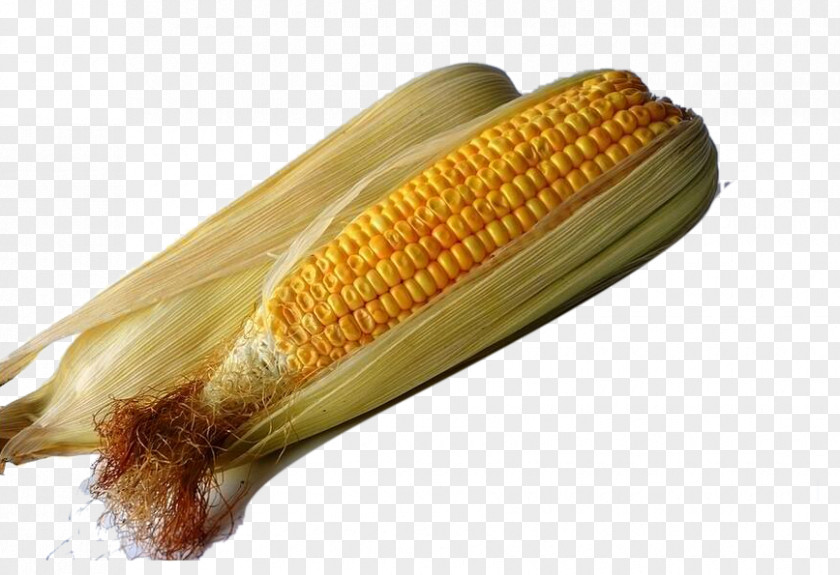 Fresh Sweet Corn Organic Food Maize Syrup Genetically Modified Organism Monsanto PNG