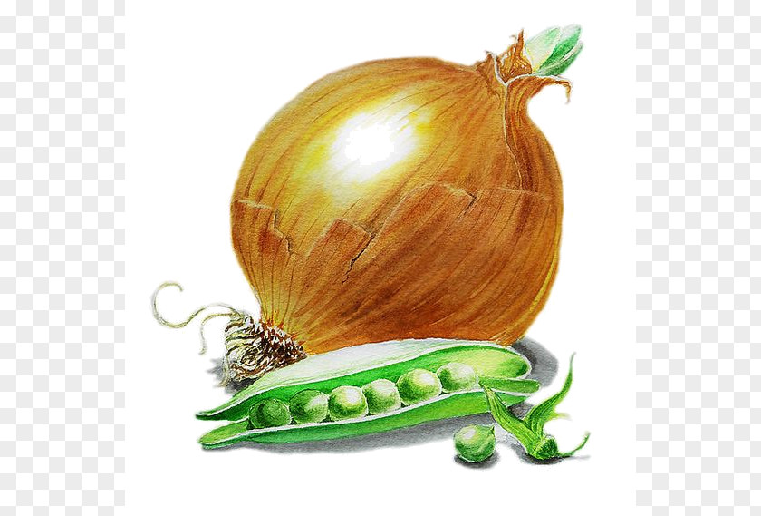 Hand Painted Vegetables Shallot Vegetable Food Vegetarian Cuisine Yellow Onion PNG