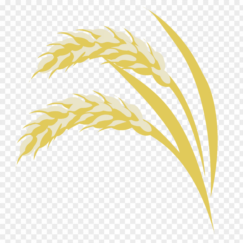 Rice Fields Grasses Commodity Line Family PNG
