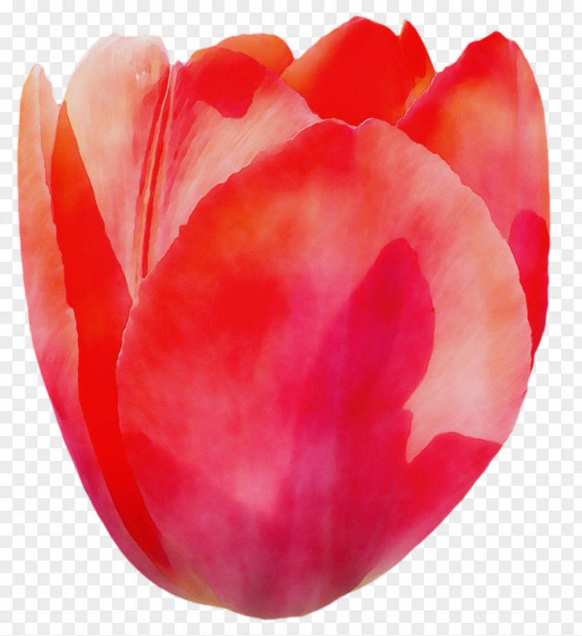 Cut Flowers Coquelicot Petal Red Tulip Flower Plant PNG