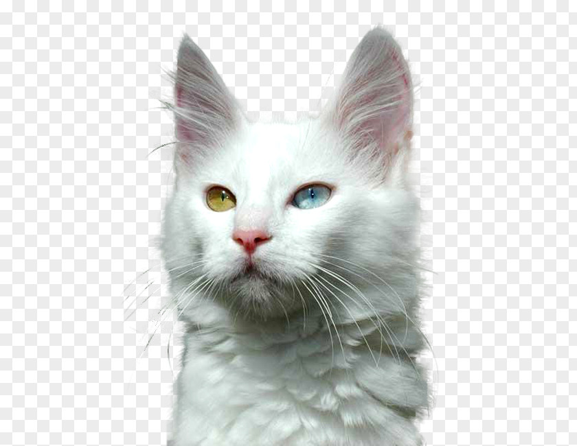 Kitten Turkish Angora Maine Coon Khao Manee Van PNG