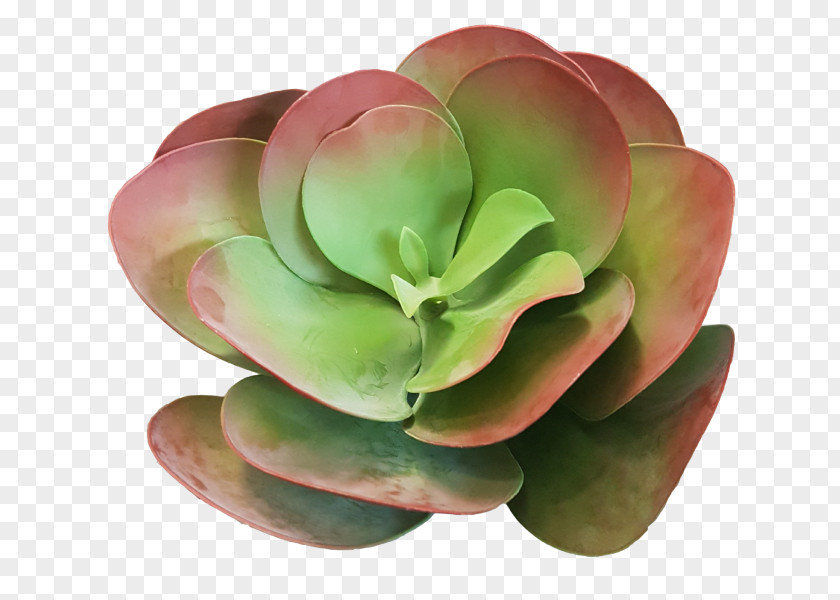 Plant Succulent Geraniums Flowerpot PNG