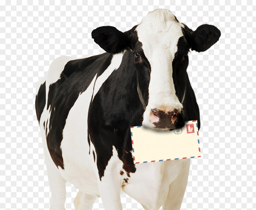 Pongal Festival With Cow Holstein Friesian Cattle Highland Standee Dairy Paperboard PNG