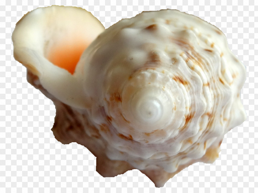 Seashell Clam Scallop Conch Strombus PNG