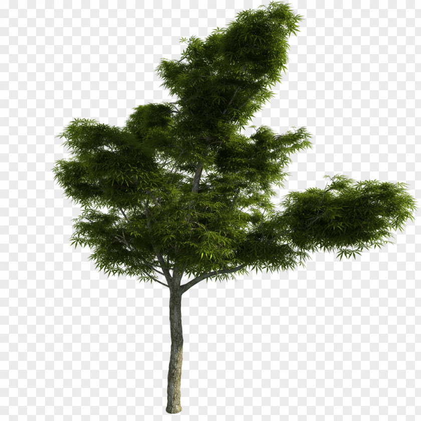 Tree Larch Pine PNG