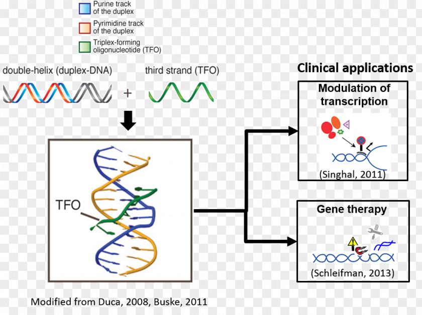 Triple-stranded DNA Oligonucleotide Peptide Nucleic Acid Gene Therapy PNG