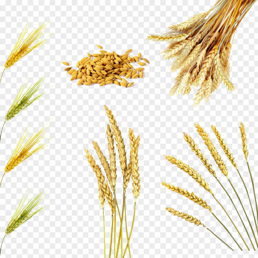 Variety Of Wheat Rice Bran Oil Cereal Brown PNG