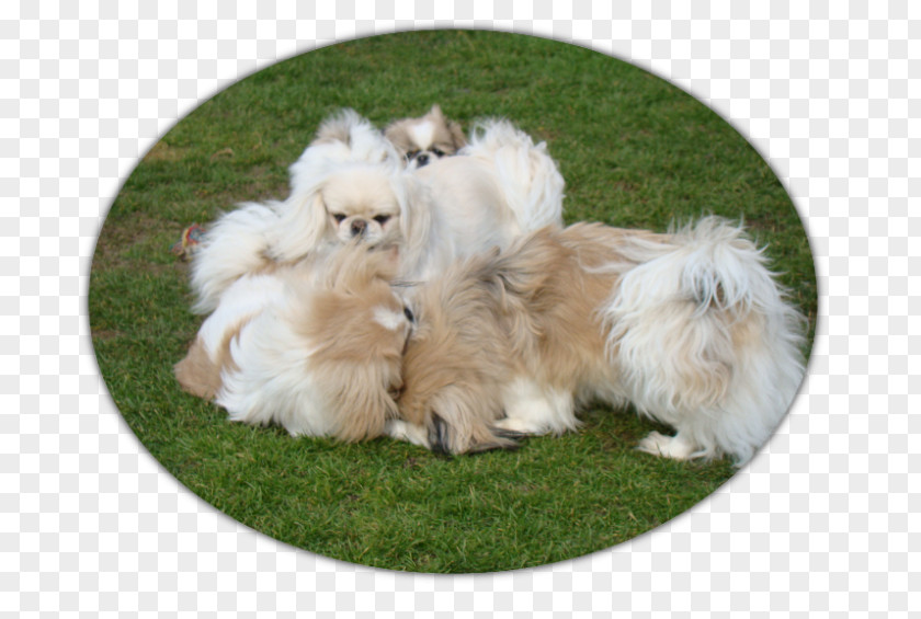 Puppy German Spitz Klein Pomeranian Tibetan Spaniel PNG