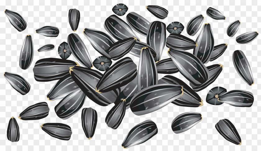 Sunflower Seeds Clipart Picture Seed Common Clip Art PNG