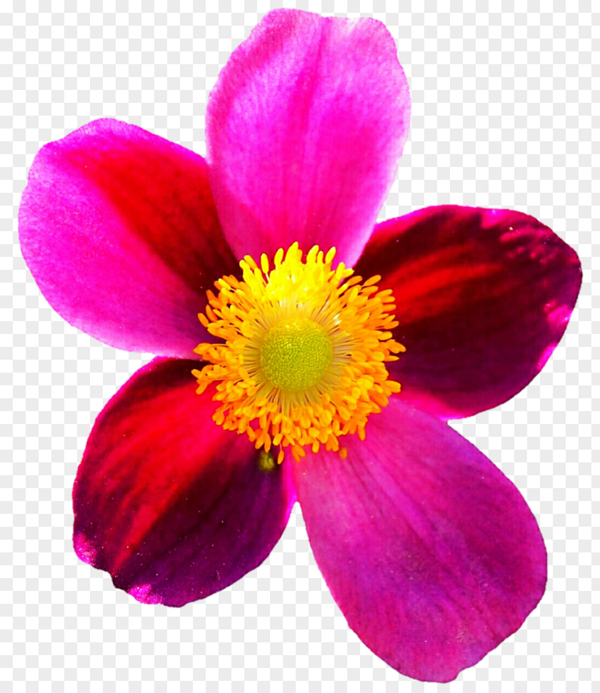 Anemone Flower Magenta Petal Annual Plant Violet PNG