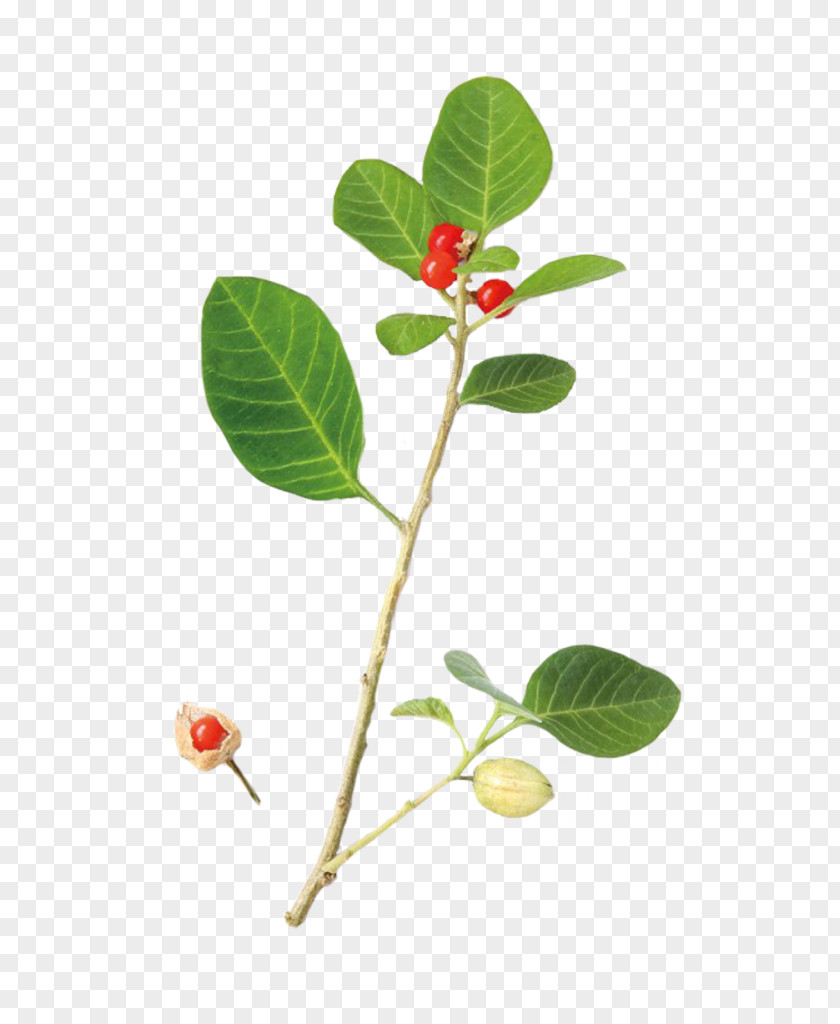 Ashwagandha Rennet Herb Himalaya │A-Lek D.o.o. Leaf Organic Certification PNG
