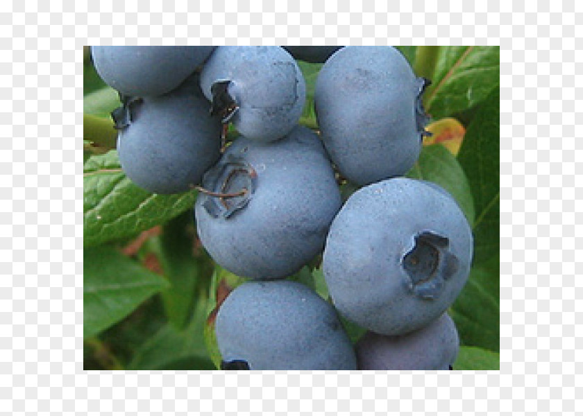 Blueberry Bilberry Huckleberry Fruit Juice PNG
