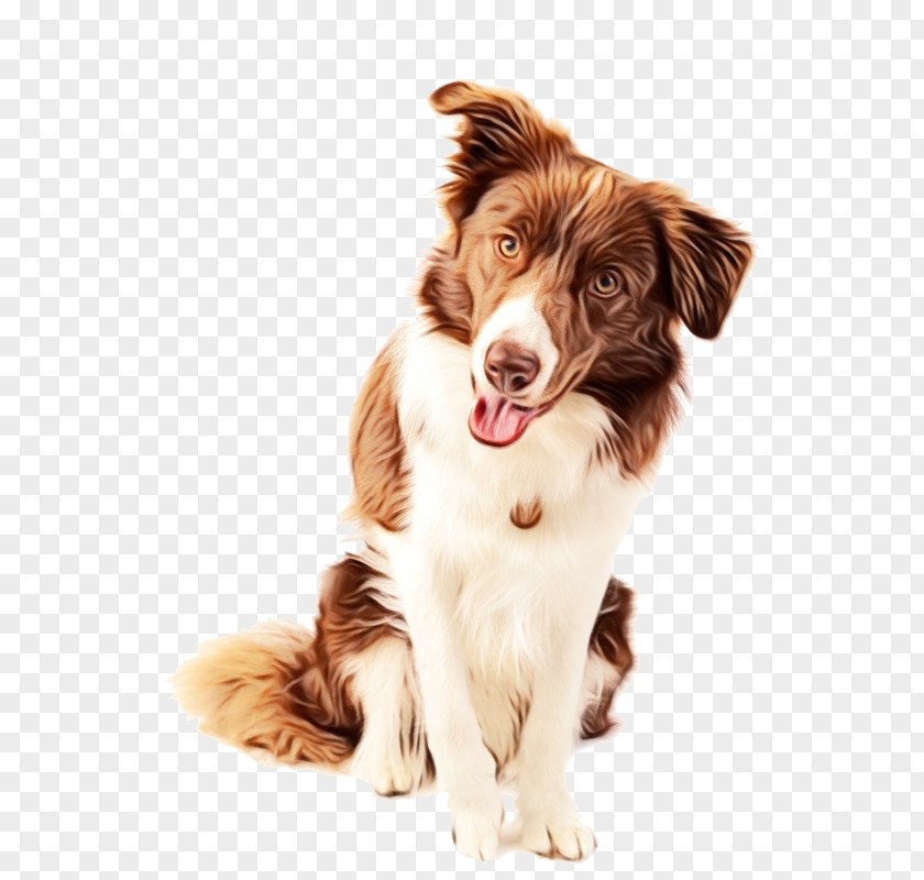 Border Collie Scotch Rough Nova Scotia Duck Tolling Retriever German Shepherd PNG