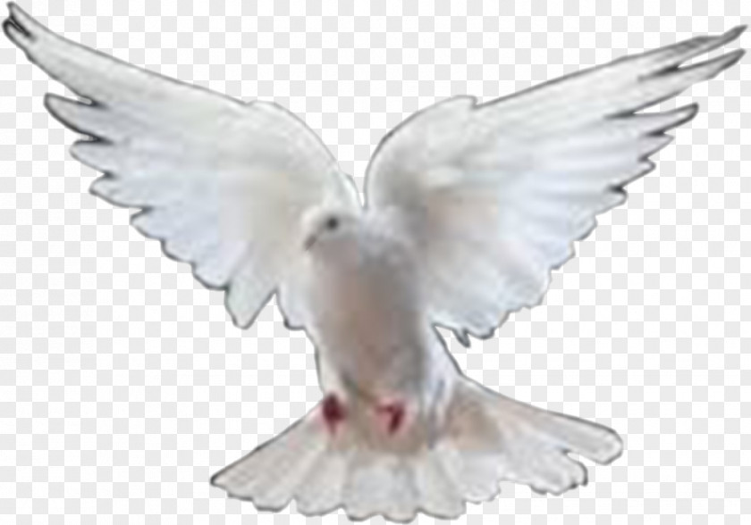 Dove Images Columbidae Bird Clip Art PNG