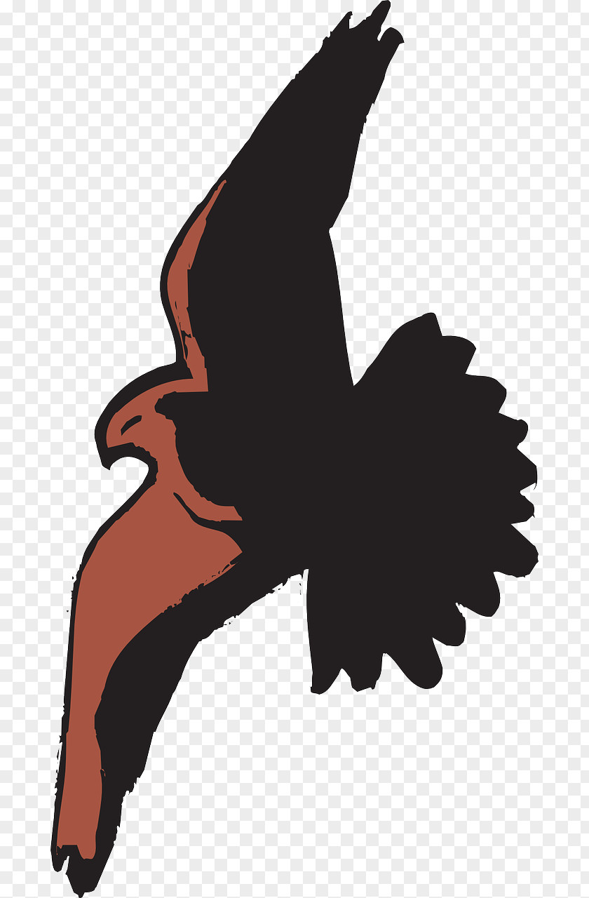 Flying Eagles Bald Eagle Bird Hawk Cartoon Clip Art PNG