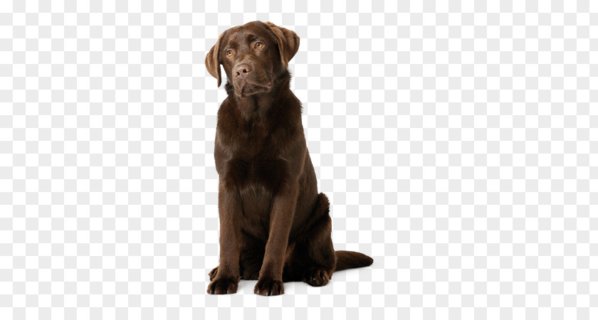 Labrador Retriever Flat-Coated Puppy Dog Breed Golden PNG