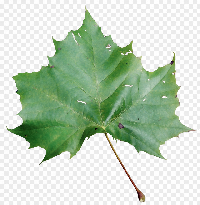 Planetree Family Holly Maple Leaf PNG