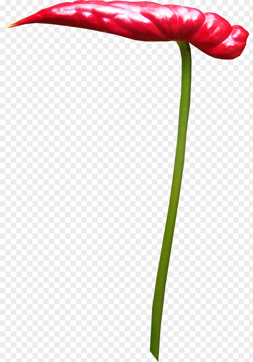 Tulip Petal Flowering Plant Leaf Stem PNG