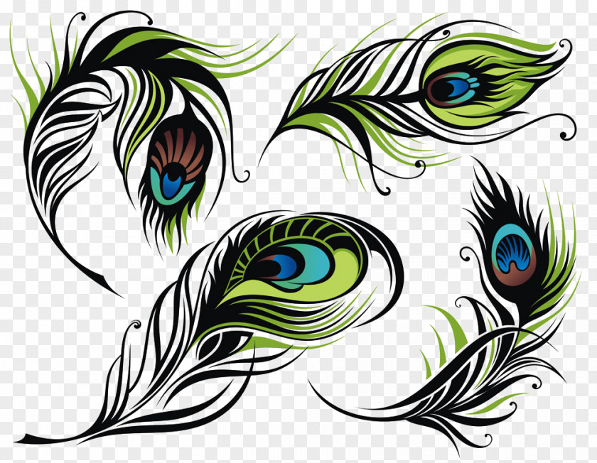 Feather Bird Peafowl Illustration PNG