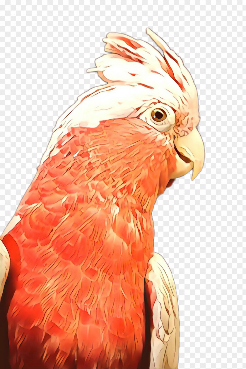 Feather PNG