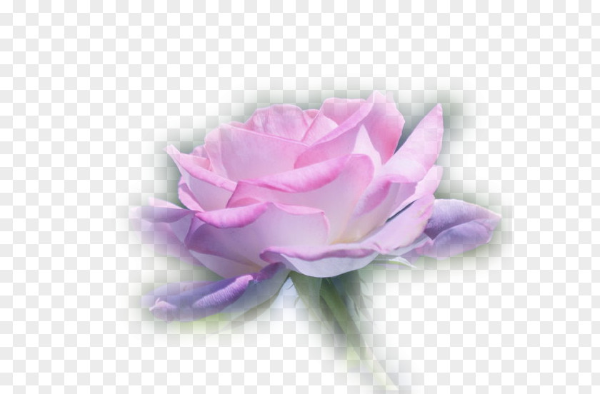 Flower Garden Roses Centifolia Bouquet Desktop Wallpaper PNG