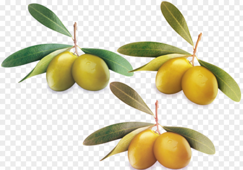 Green Foliage Olives Material Leaf Olive Computer File PNG