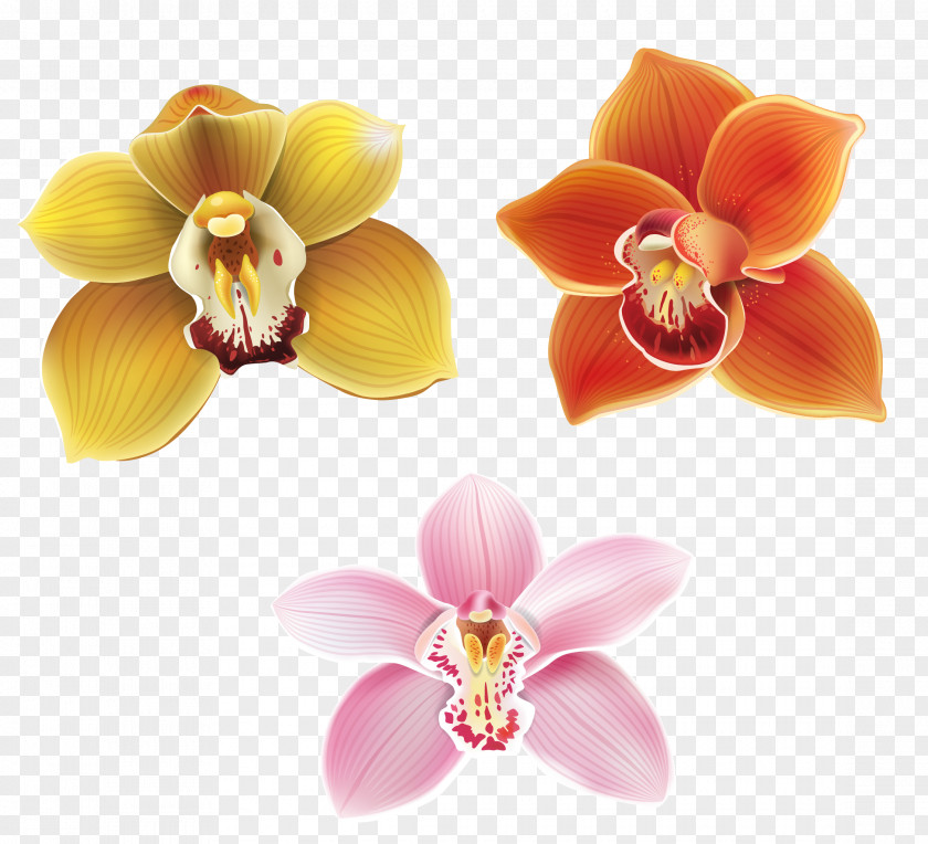 Lily Vector Moth Orchids Petal Flower PNG
