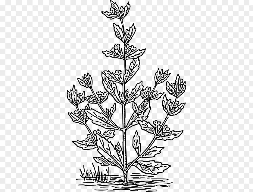 Plant Pennyroyal Mentha Spicata Drawing Clip Art PNG