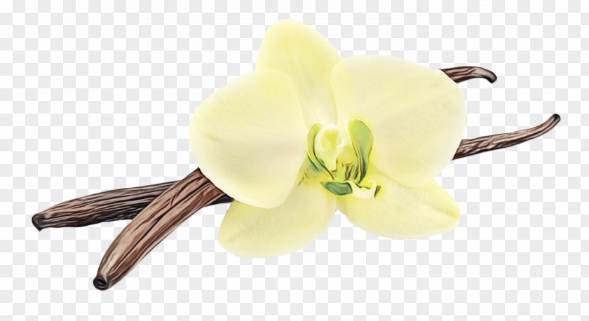 Dendrobium Orchid Flower Plant Vanilla Yellow Flowering PNG